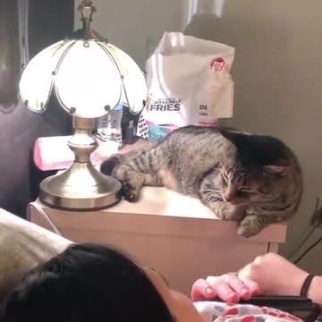 Cat’s nose electrifies 🤣🤣😍