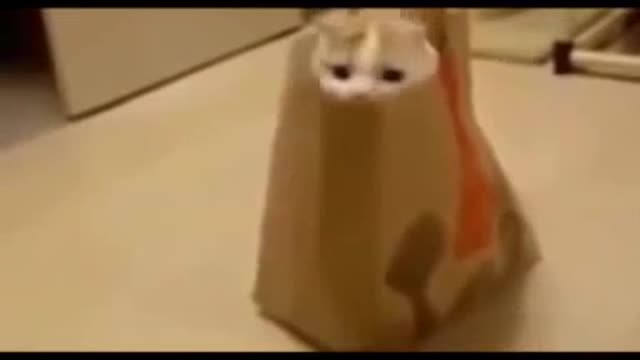 Cat funny video