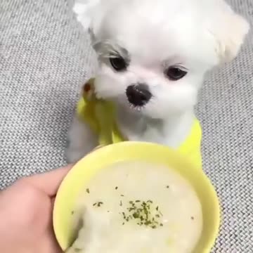 Puppy feeds like people with dish and spoon.