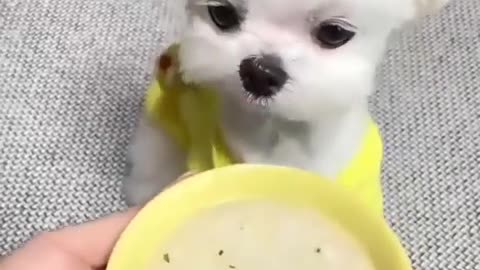 Puppy feeds like people with dish and spoon.