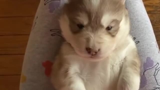 HUSKY PUPPY THROWS THE CUTEST TEMPER TANTRUM