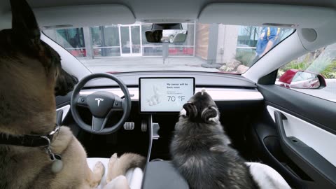 Introducing Dog Mode - Tesla