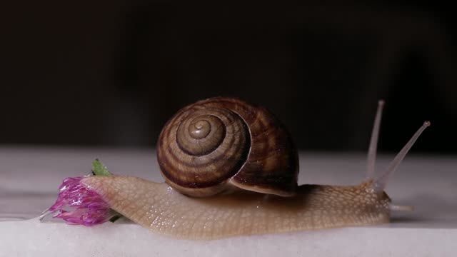 Snail Nature Garden