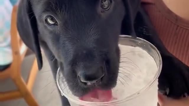 A dog drinking ice water