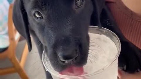 A dog drinking ice water