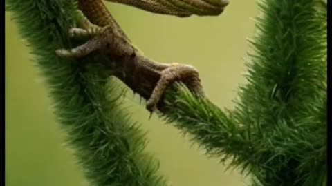 Lizard mind