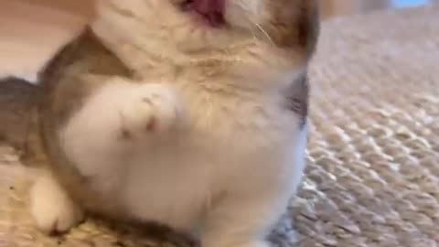 Kitten being played with