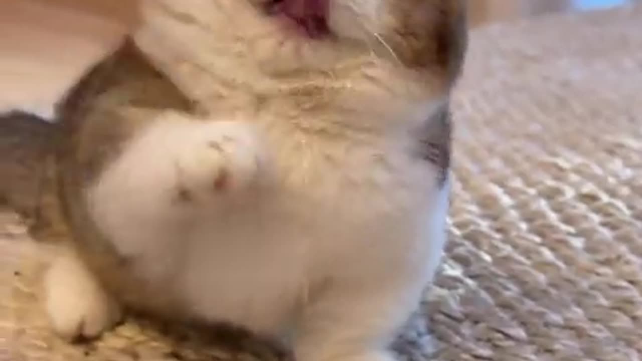 Kitten being played with