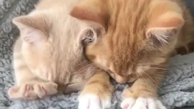 Two wronged and lovely cats