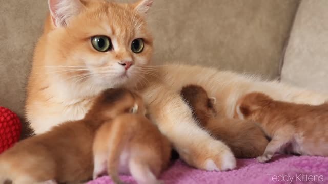 Anabel and her first kittens six days after birth: Adorable video from 2020