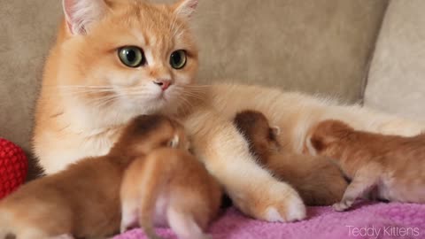 Anabel and her first kittens six days after birth: Adorable video from 2020