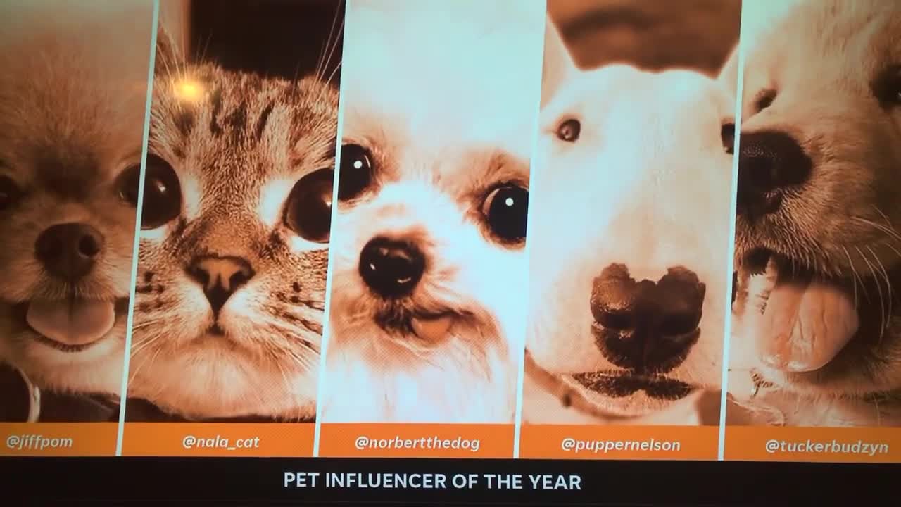 Tucker Budzyn wins the Pets American Influencer Award!