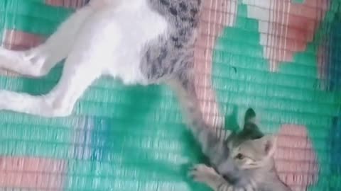 my keti cat moments best funny animal video