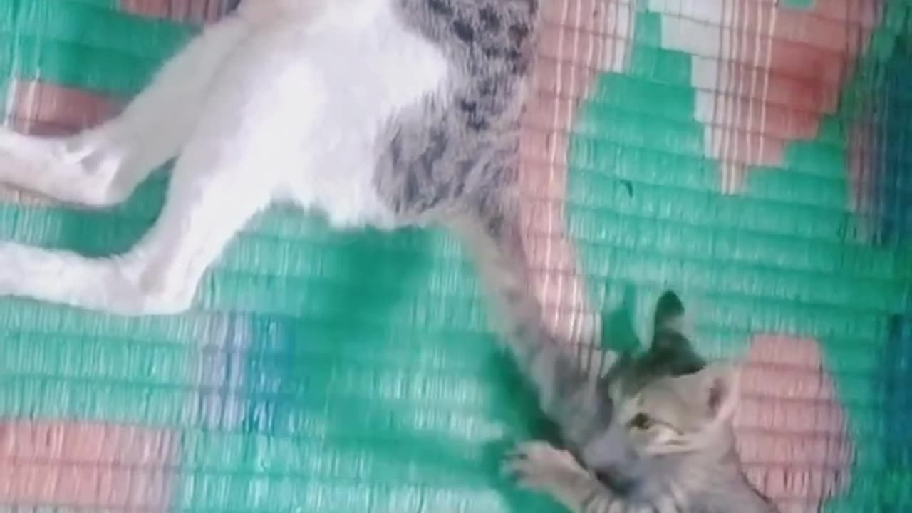 my keti cat moments best funny animal video