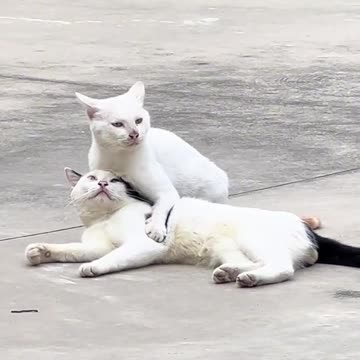 Cat love, cat fun, cat funny video, amazing beautiful cat
