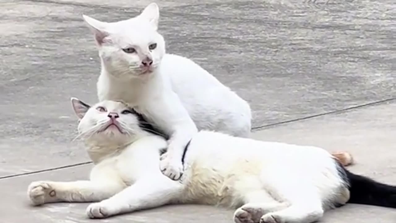 Cat love, cat fun, cat funny video, amazing beautiful cat