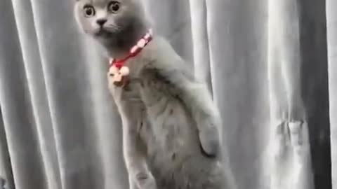 Best Funny Animal video of the 2021-2022 Try not to laugh🤣🤣