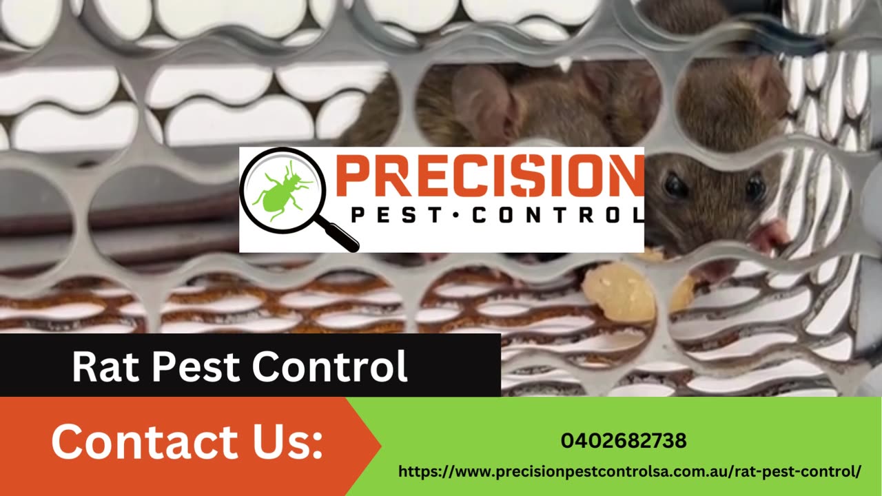 Effective Rat Pest Control: Safeguard Your Space with Precision Measures