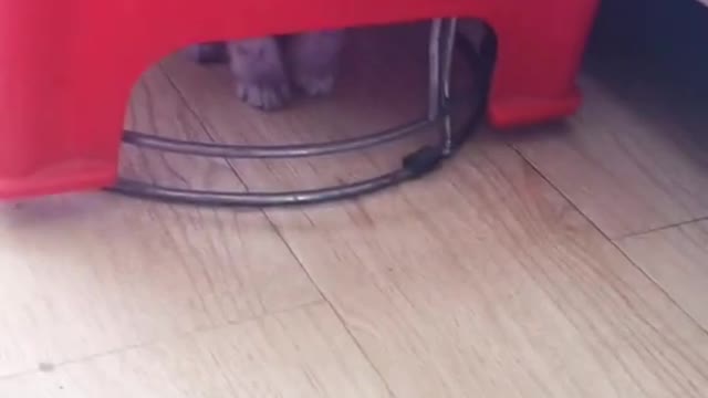 Lovely and Funny Animals Cute Kittens and Funny Cat video Clip 2021 31