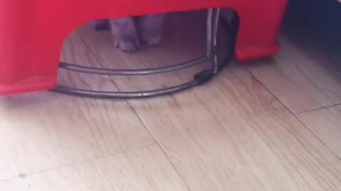 Lovely and Funny Animals Cute Kittens and Funny Cat video Clip 2021 31
