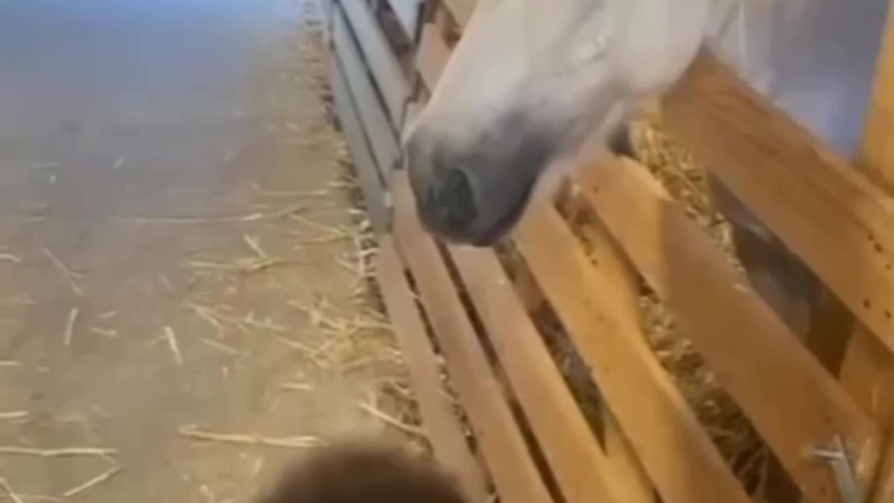 Animals video funny