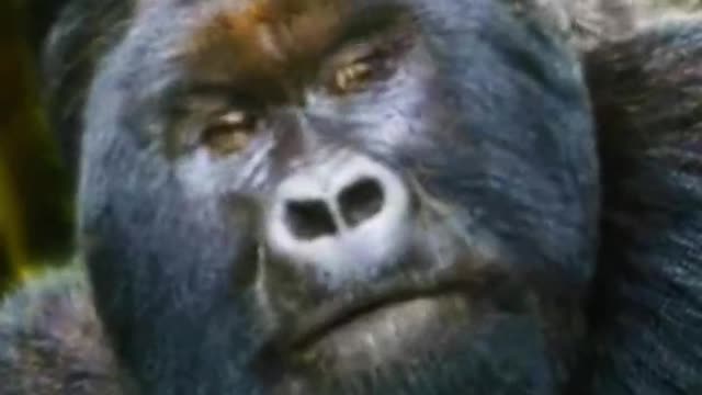 Look what this monkey is doingπ
π
π