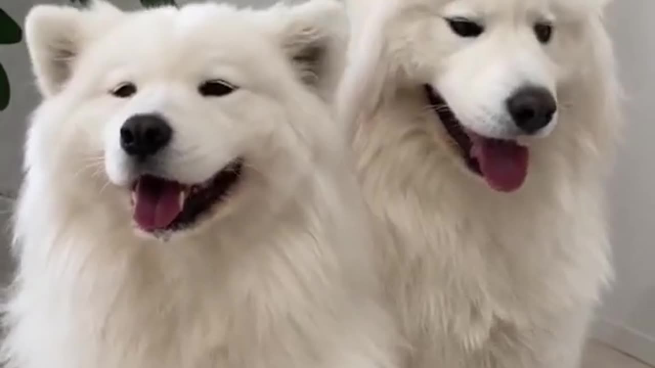 Funny Dogs