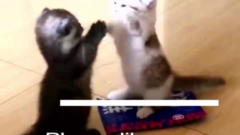 Funny Animal Videos 2024 Best Dogs And Cats Videos 😺😍 #56,hbhu