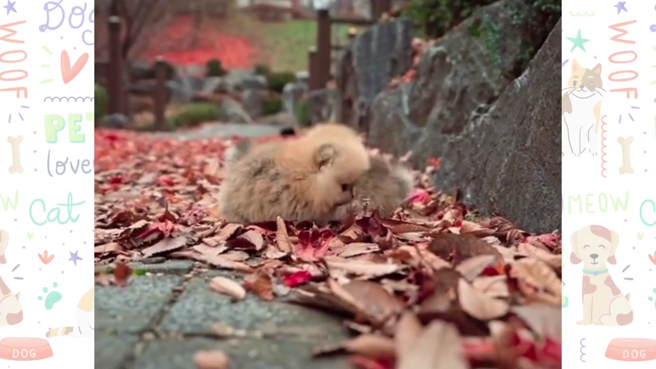 Cute baby animals Videos Compilation cutest moment of the animals - Cutest Puppies