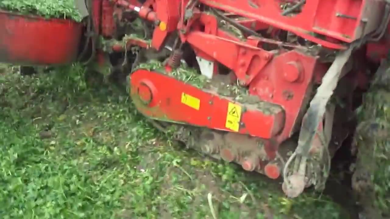 Celery Root Harvesting Machine - Celeriac Cultivation - Celery Root Farm and Harvest