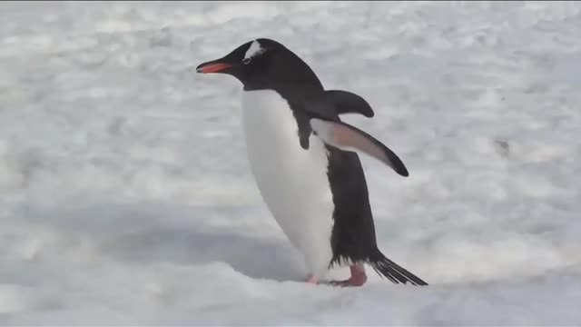 penguin bird