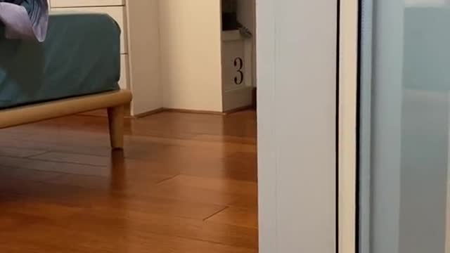 Suddenly I want to pet my cat