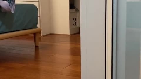 Suddenly I want to pet my cat