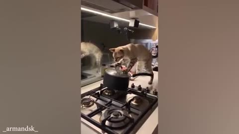 Funny Cats, Dogs Videos of 2024 will make you laugh