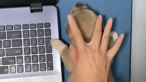 Funny animals videos