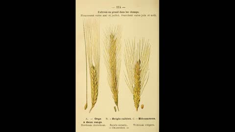 Wheat Domestication