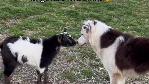 Unexpected love affair: Goat smooches and wagging tails 😍💋#BarnyardLoveStory