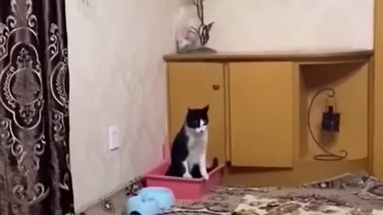 Funny Cats and Dogs 🐱🐶 | Funny Animal Videos #11