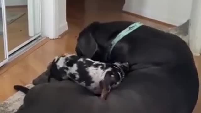 Super Funny Dog Clips 2021 ,Try not to Laugh