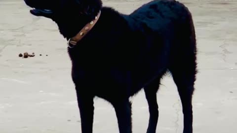 My Black Shepherd Dog