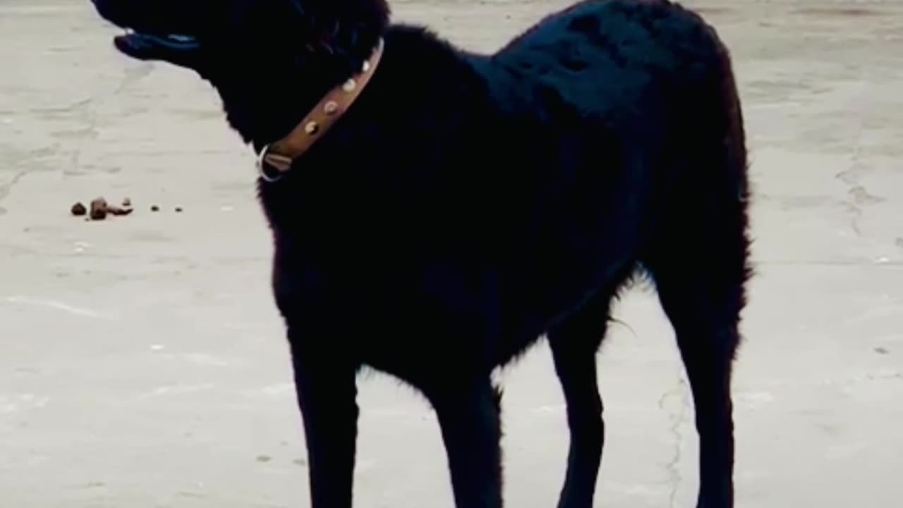 My Black Shepherd Dog