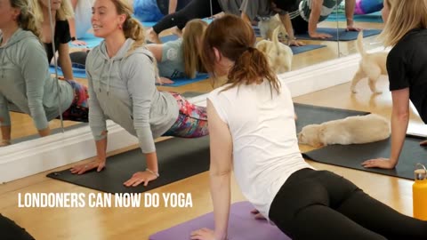 YOGA WITH PETS