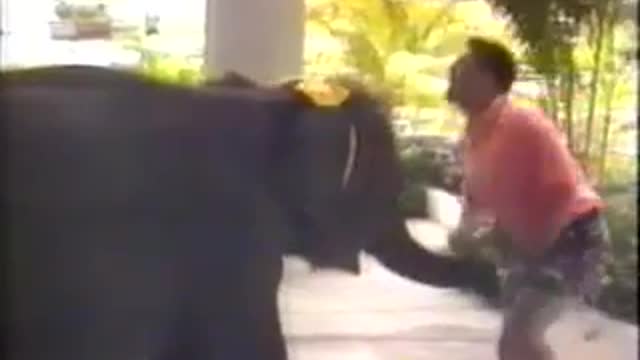 ELEPHANT FUNNY