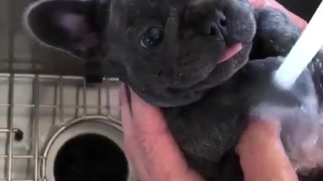 Dogs on a Budget: Our Best Money-Saving Tips6