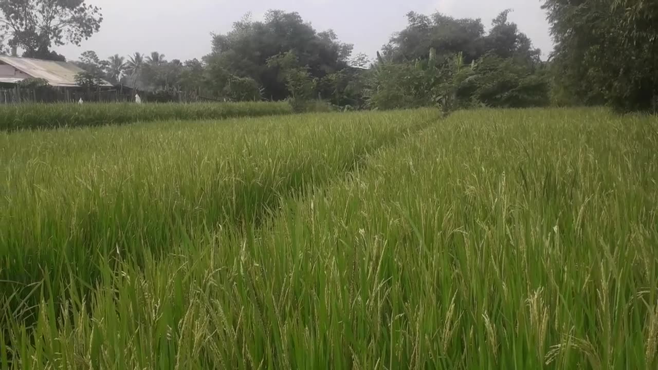 Green Farmer of indonesia