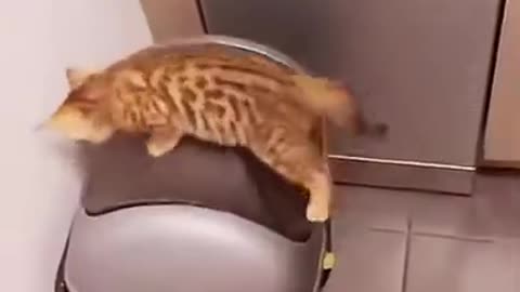 Funny cats video