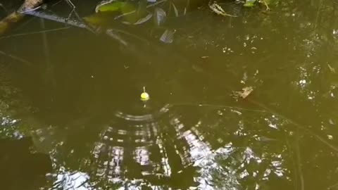 This is a beautiful and charming water-dwelling species