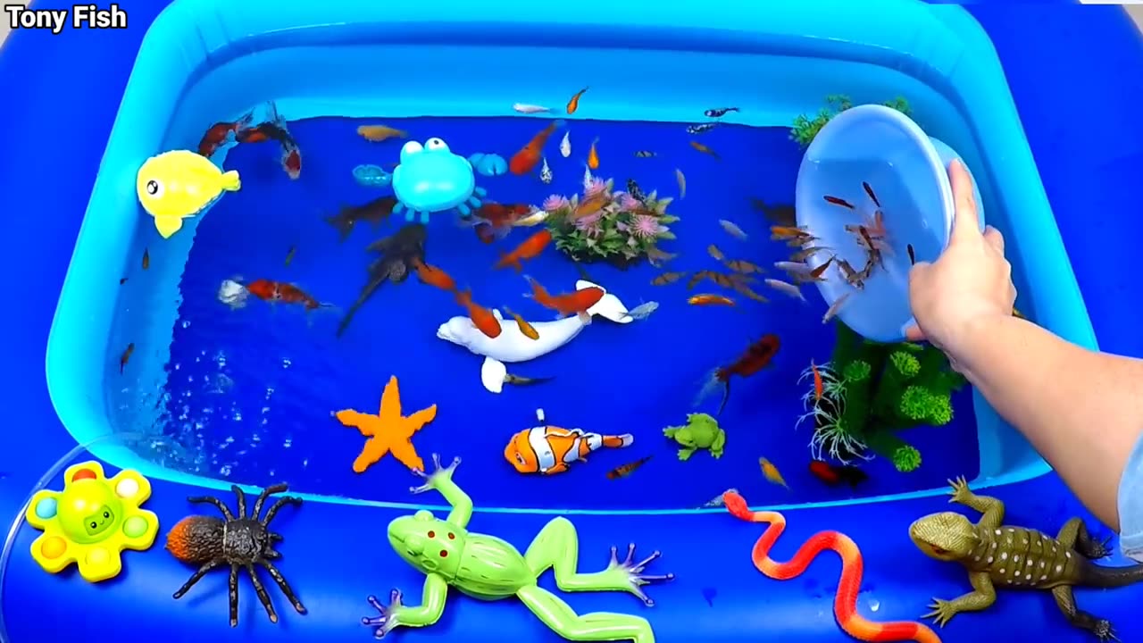 Callection of cute animals sea animals sharks golden fish