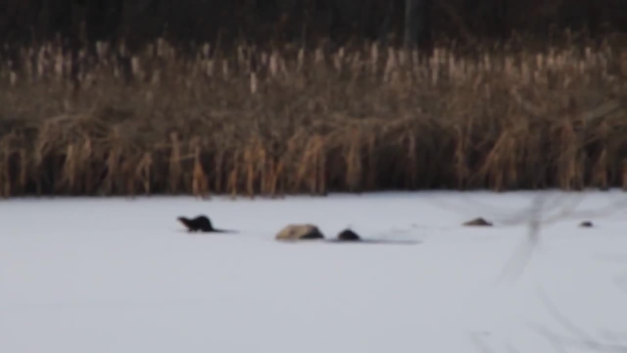 Otters