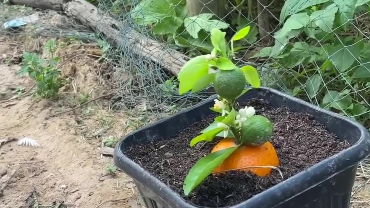 Unique Skill To Growing Orange Tree From Orange